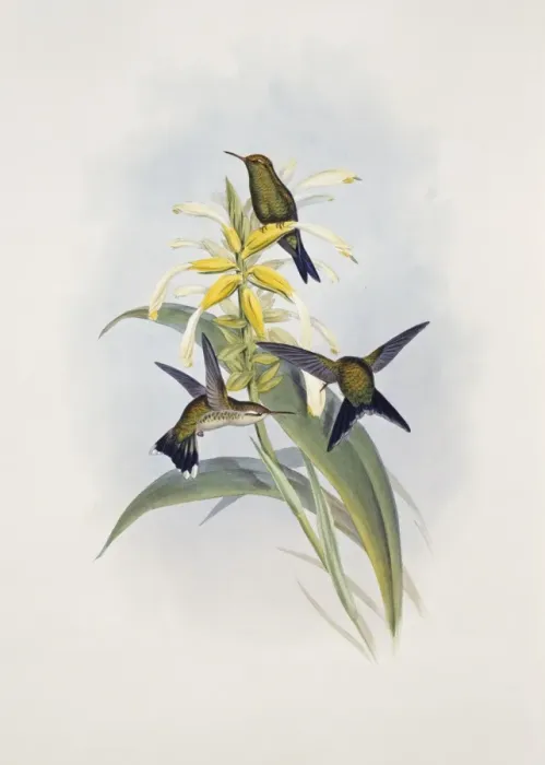 Framed Print : Chlorostilbon canivetii, Canivets emerald Framed Print : Chlorostilbon canivetii, Canivets emerald