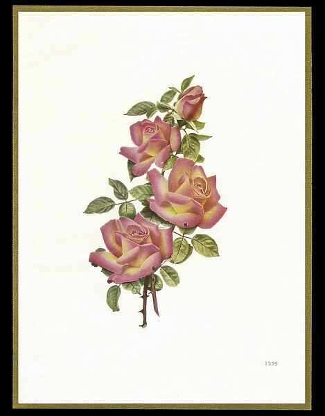 Chocolate box design, four pink roses