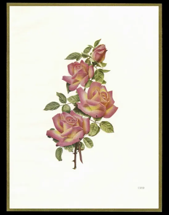 Framed Print : Chocolate box design, four pink roses Framed Print : Chocolate box design, four pink roses