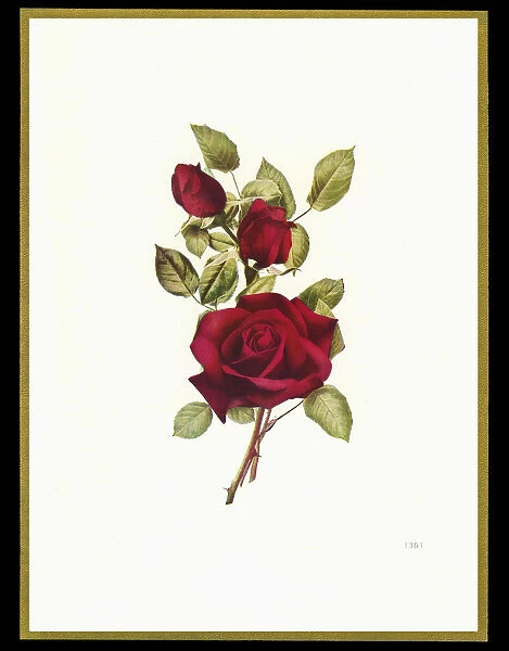Chocolate box design, three red roses