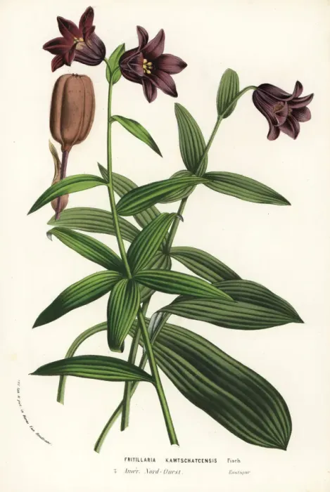 Framed Print : Chocolate lily, Fritillaria biflora Framed Print : Chocolate lily, Fritillaria biflora