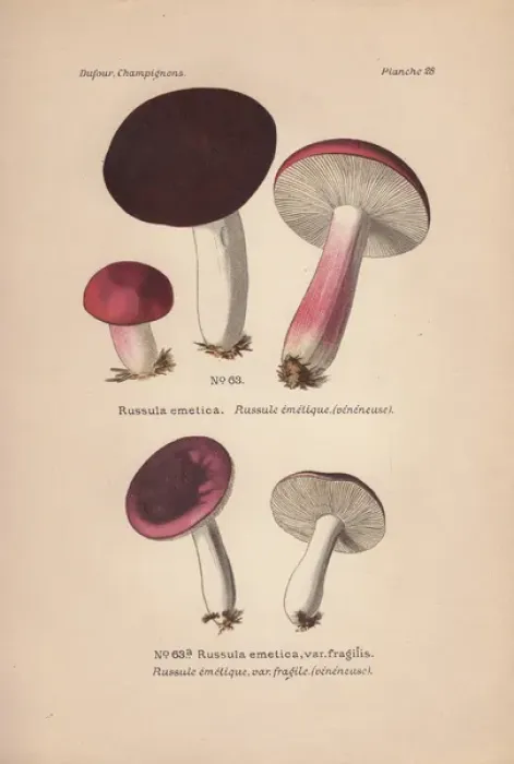 Framed Print : Chocolate and scarlet colored Russula emetica