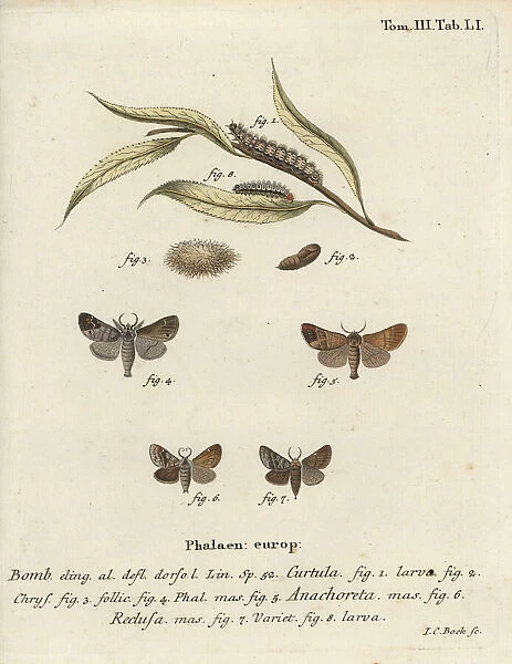 Chocolate-tip moths. Chocolate-tip moth, Clostera curtula