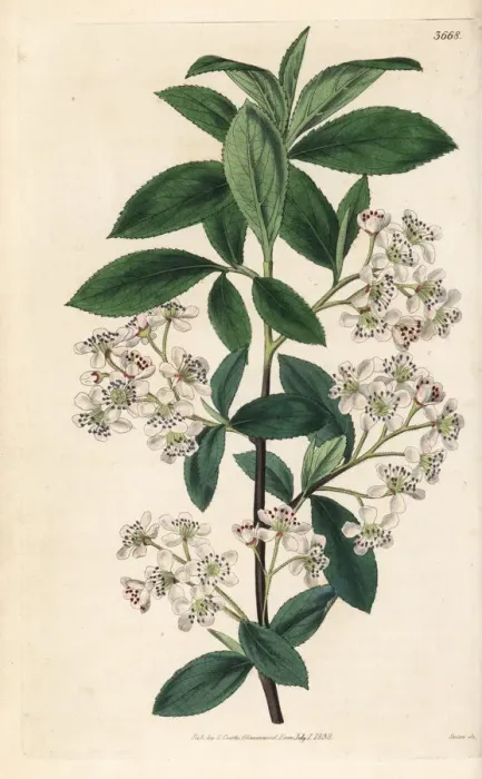 Framed Print : Chokeberry, Aronia arbutifolia Framed Print : Chokeberry, Aronia arbutifolia