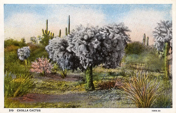 Cholla Cactus - Arizona, USA