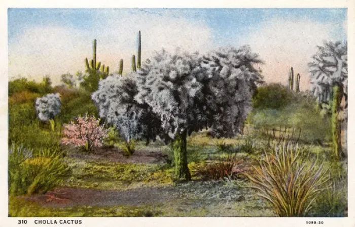 Framed Print : Cholla Cactus - Arizona, USA Framed Print : Cholla Cactus - Arizona, USA