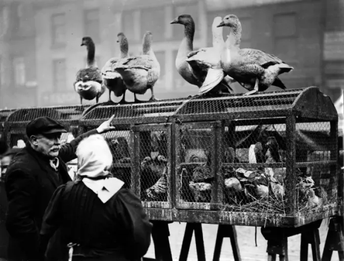 Framed Print : Choosing Christmas dinner, Manchester