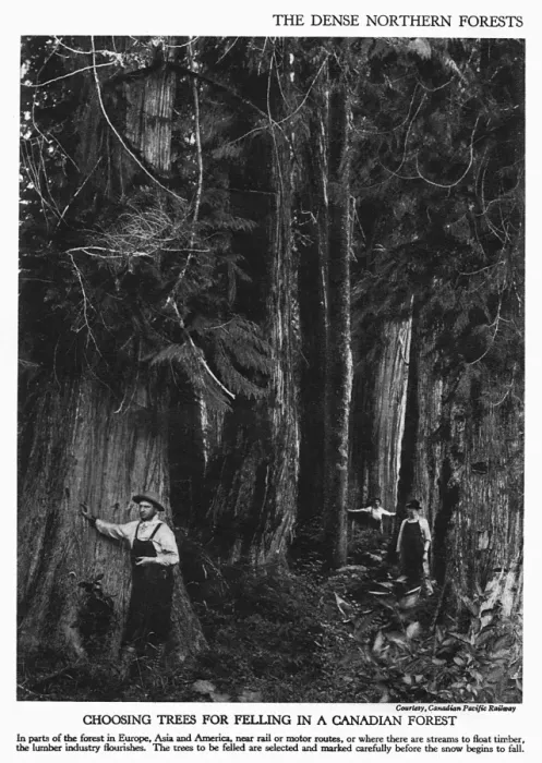 Framed Print : Choosing trees for felling Framed Print : Choosing trees for felling
