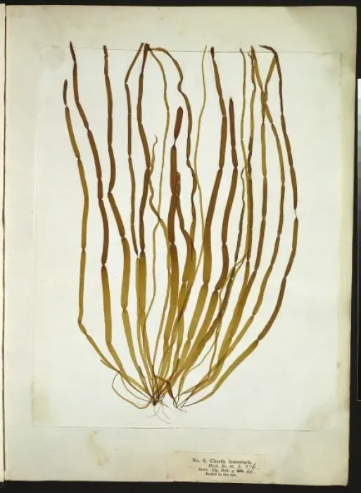 Framed Print : Chorda lomentaria, seaweed Framed Print : Chorda lomentaria, seaweed