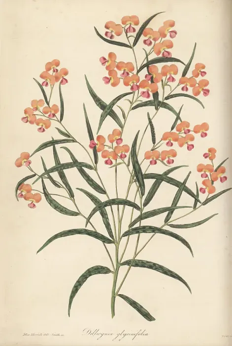 Framed Print : Chorizema glycinifolium Framed Print : Chorizema glycinifolium