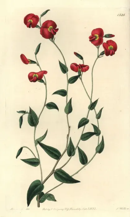 Framed Print : Chorizema ovatum Framed Print : Chorizema ovatum