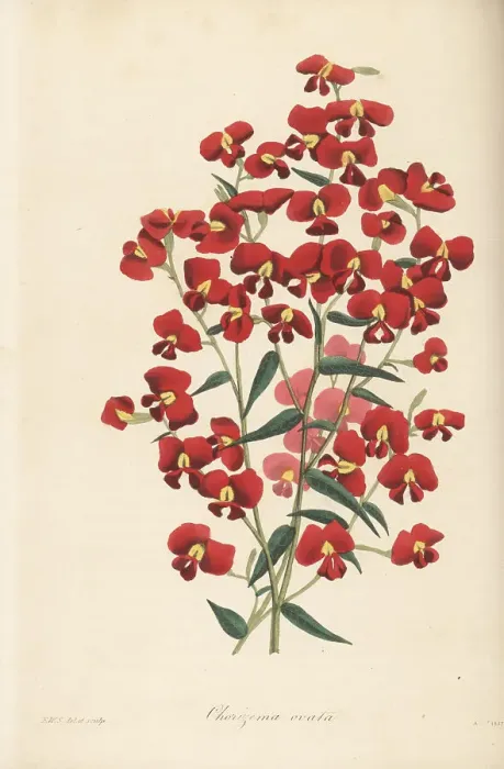 Framed Print : Chorizema ovatum Framed Print : Chorizema ovatum