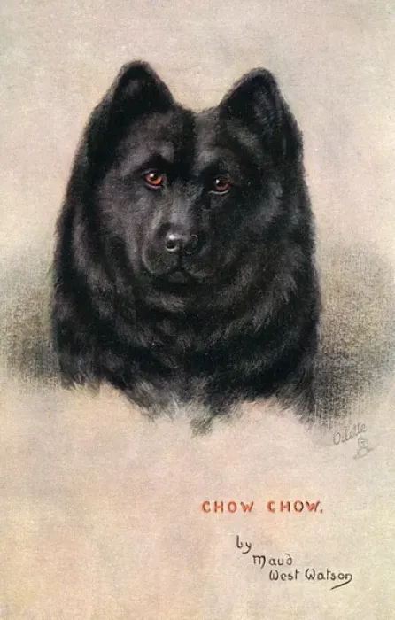 Framed Print : Chow Chow Dog Framed Print : Chow Chow Dog