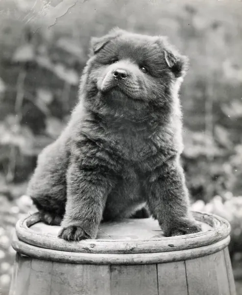 Gray Chow Cute Fluffy Chow-chow Puppy On Gray Stock Photo 1909871743