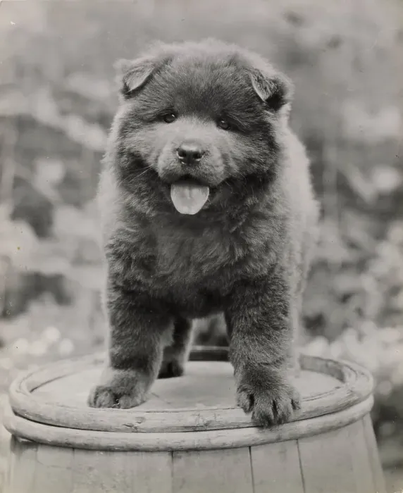 Framed Print : Chow puppy standing on a barrel Date: 1950s Framed Print : Chow puppy standing on a barrel Date: 1950s