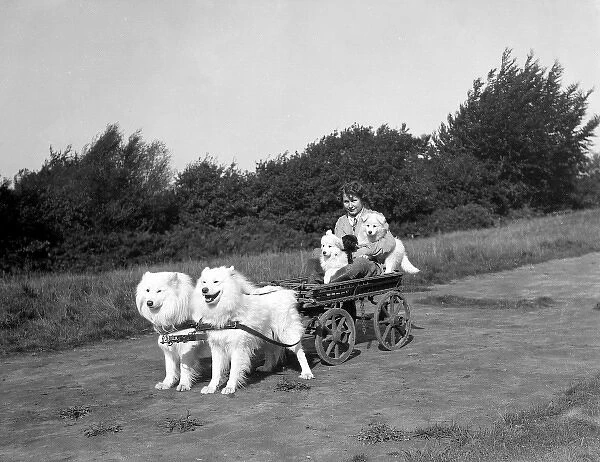 Chows Pulling a Cart