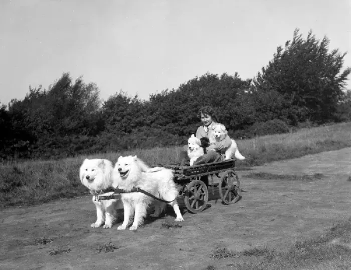 Framed Print : Chows Pulling a Cart Framed Print : Chows Pulling a Cart
