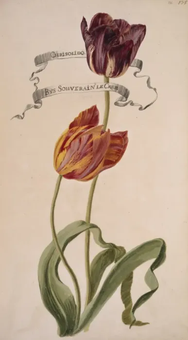 Framed Print : Chrisolido & Bys Souverain le Crep, tulips Framed Print : Chrisolido & Bys Souverain le Crep, tulips