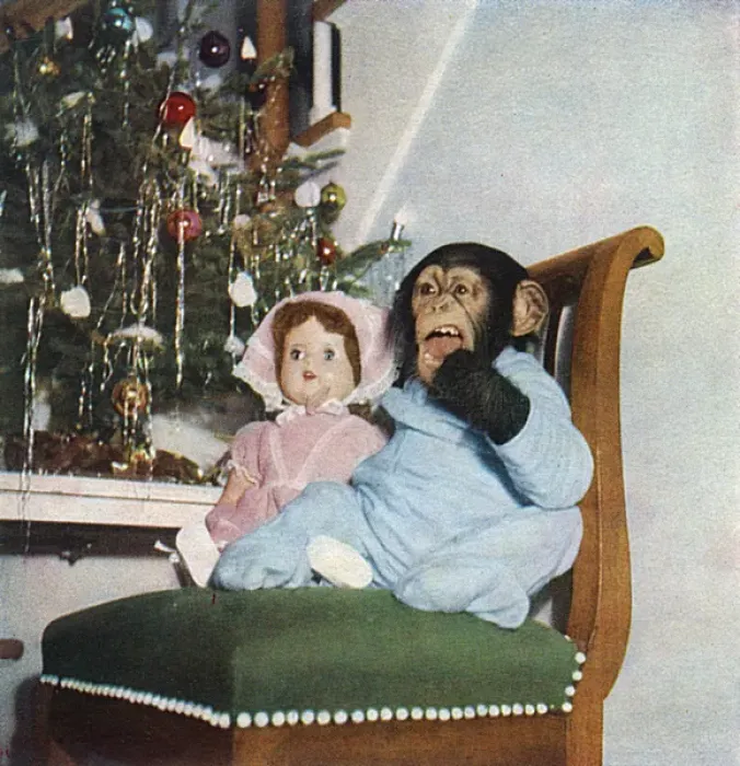 Framed Print : Christine. Chimpanzee dressed in pyjamas making her way downstairs on Christmas Framed Print : Christine. Chimpanzee dressed in pyjamas making her way downstairs on Christmas