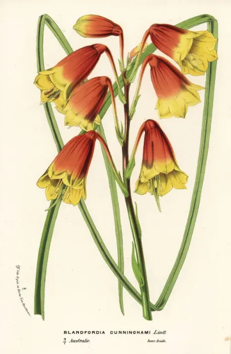 Framed Print : Christmas bells, Blandfordia cunninghamii Framed Print : Christmas bells, Blandfordia cunninghamii