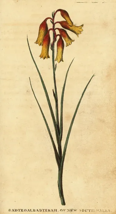 Framed Print : Christmas bells, Blandfordia nobilis Framed Print : Christmas bells, Blandfordia nobilis
