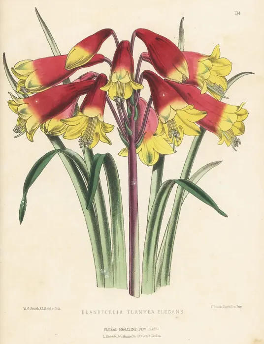 Framed Print : Christmas bells cultivar, Blandfordia grandiflora variety Framed Print : Christmas bells cultivar, Blandfordia grandiflora variety