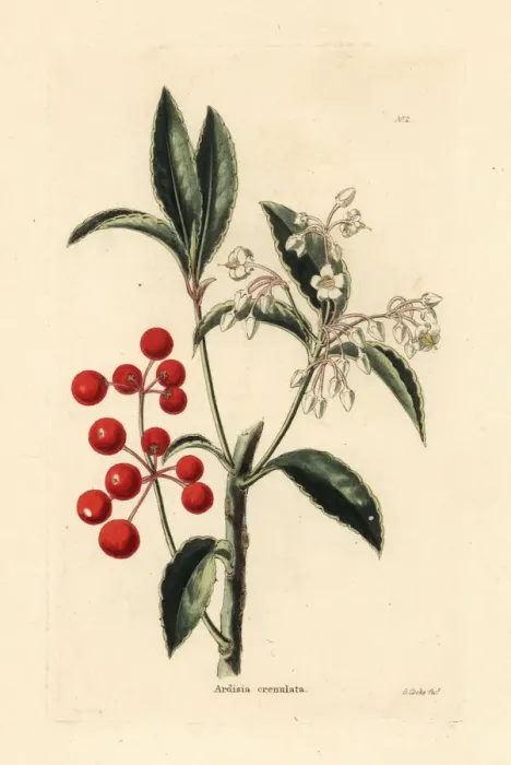 Framed Print : Christmas berry, Ardisia crenata Framed Print : Christmas berry, Ardisia crenata