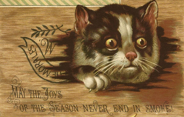 Christmas card, Cat with surprised expression