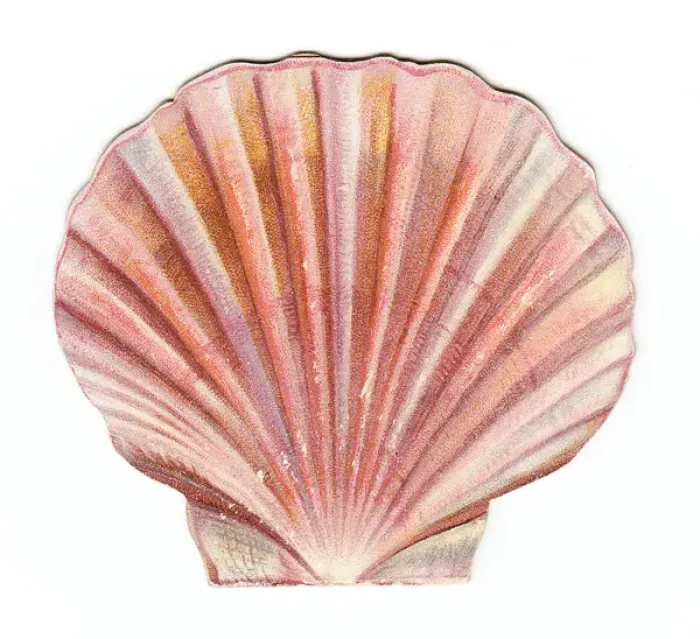 Framed Print : Christmas card in the shape of a pink shell Framed Print : Christmas card in the shape of a pink shell