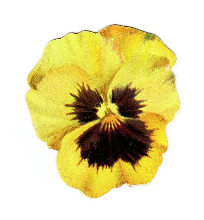 Framed Print : Christmas card in the shape of a yellow pansy Framed Print : Christmas card in the shape of a yellow pansy
