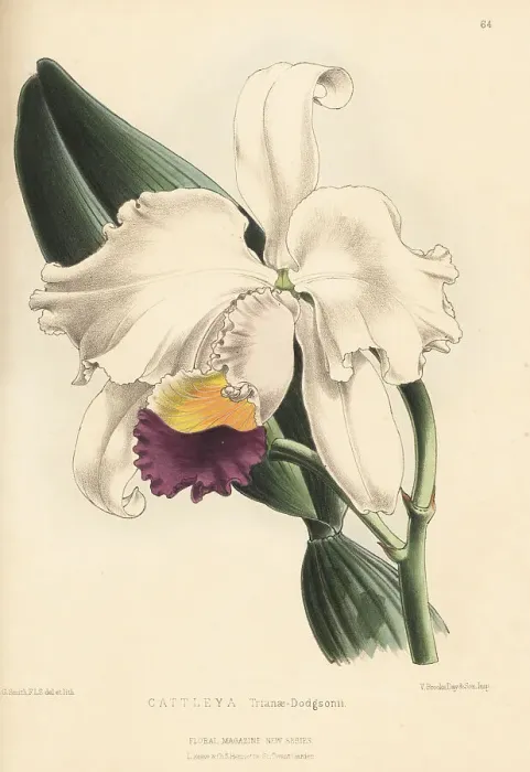 Framed Print : Christmas orchid, Cattleya trianae Framed Print : Christmas orchid, Cattleya trianae