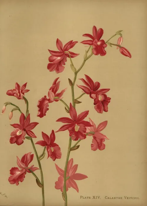 Framed Print : Christmas orchid hybrid, Calanthe x veitchii Framed Print : Christmas orchid hybrid, Calanthe x veitchii