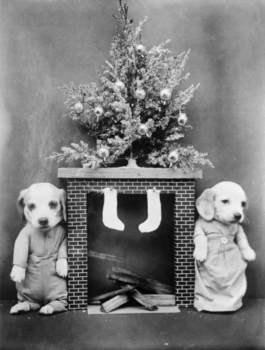 Framed Print : Christmas Puppies