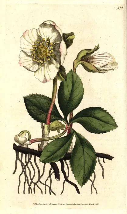 Framed Print : Christmas rose or black hellebore, Helleborus niger Framed Print : Christmas rose or black hellebore, Helleborus niger
