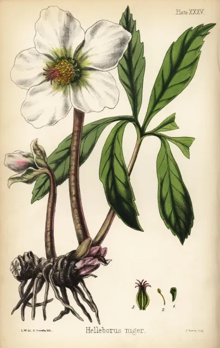 Framed Print : Christmas rose or black hellebore. Helleborus niger Framed Print : Christmas rose or black hellebore. Helleborus niger