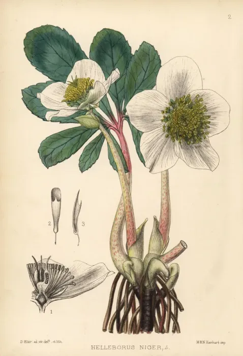 Framed Print : Christmas rose, Helleborus niger Framed Print : Christmas rose, Helleborus niger