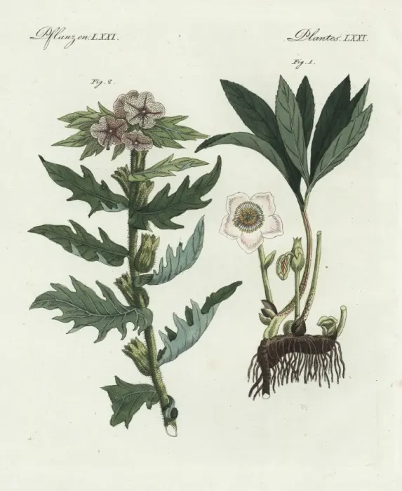 Framed Print : Christmas rose, Helleborus niger, and henbane Framed Print : Christmas rose, Helleborus niger, and henbane