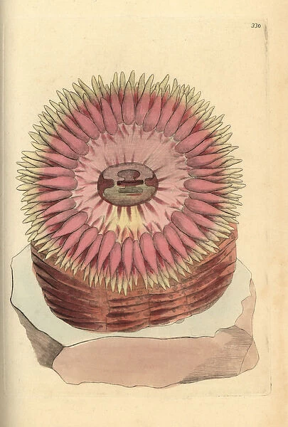 Christmas or sea anemone, Urticina crassicornis