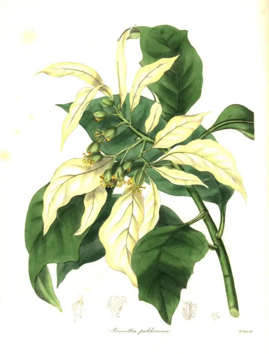Framed Print : Christmas star or poinsettia, Euphorbia pulcherrima Framed Print : Christmas star or poinsettia, Euphorbia pulcherrima
