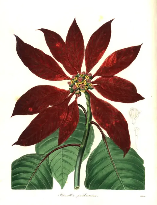 Framed Print : Christmas star or poinsettia, Euphorbia pulcherrima Framed Print : Christmas star or poinsettia, Euphorbia pulcherrima