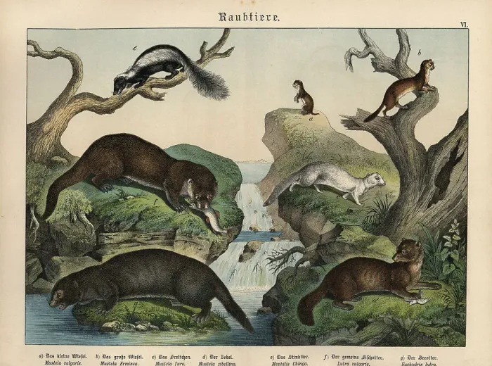 Framed Print : Chromolithograph from Gotthilf Heinrich von Schubert's Natural History of Animal Kingdoms for School and Home Framed Print : Chromolithograph from Gotthilf Heinrich von Schubert's Natural History of Animal Kingdoms for School and Home