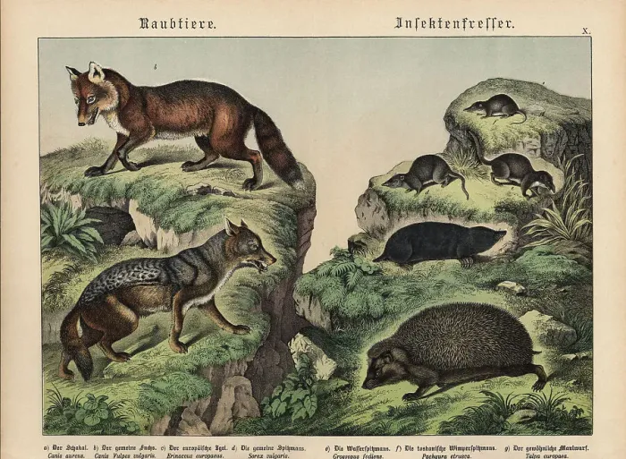Framed Print : Chromolithograph from Gotthilf Heinrich von Schubert's Natural History of Animal Kingdoms for School and Home Framed Print : Chromolithograph from Gotthilf Heinrich von Schubert's Natural History of Animal Kingdoms for School and Home
