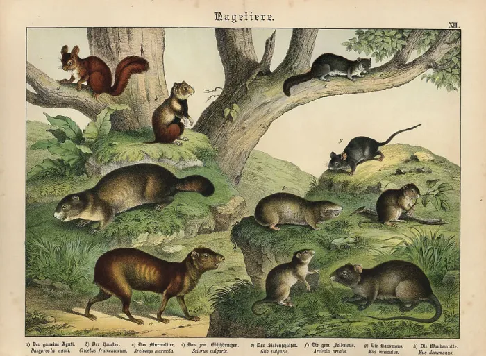 Framed Print : Chromolithograph from Gotthilf Heinrich von Schubert's Natural History of Animal Kingdoms for School and Home Framed Print : Chromolithograph from Gotthilf Heinrich von Schubert's Natural History of Animal Kingdoms for School and Home