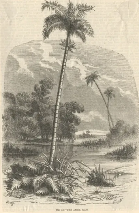 Framed Print : Chrysalidocarpus lutescens, areca palm Framed Print : Chrysalidocarpus lutescens, areca palm