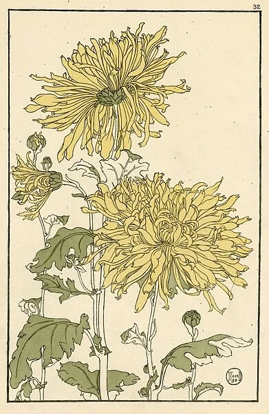 Chrysanthemum. Decorative flower study by Jeannie Foord, of a Chrysanthemum.. 1898