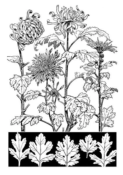 Chrysanthemum. Studies in plant form with suggestions for their application to design