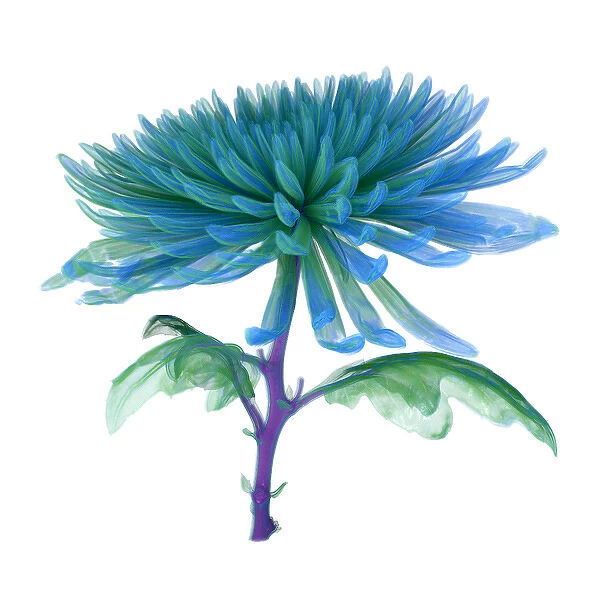 Chrysanthemum, CT scan image
