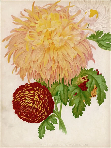 Chrysanthemum  /  Eng. Dic. Gn