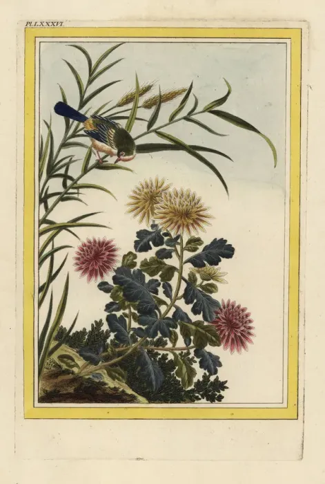 Framed Print : Chrysanthemum indicum Framed Print : Chrysanthemum indicum