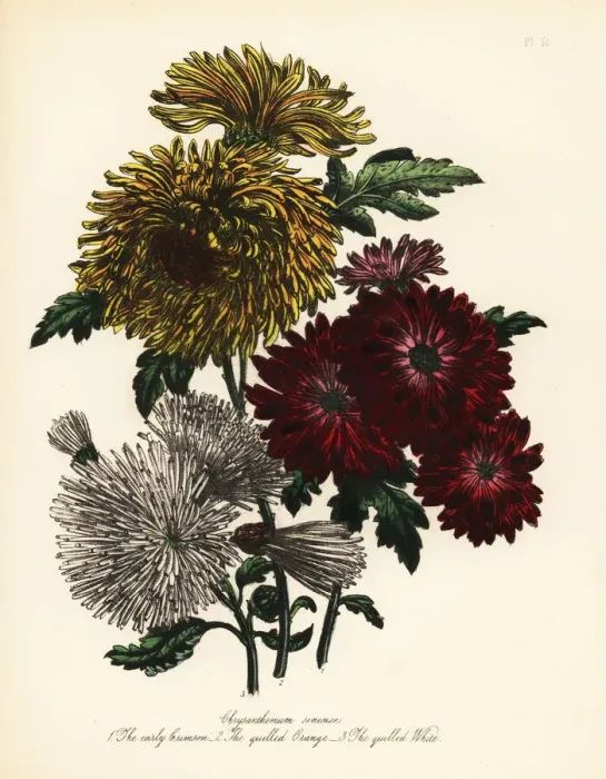 Framed Print : Chrysanthemum indicum varieties